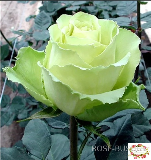 ��������. Amandine (��)